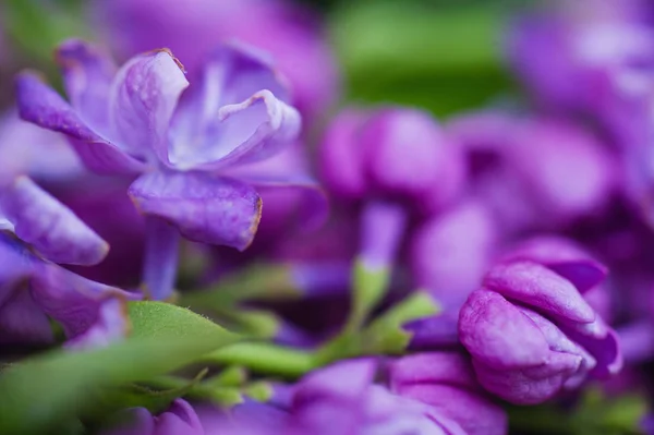 Flores lila fondo abstracto —  Fotos de Stock