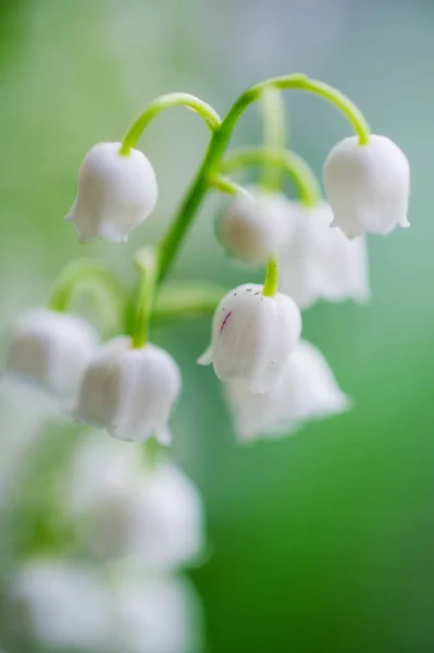 Lilly-of-the-valley bells macro —  Fotos de Stock