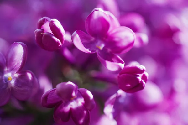 Flores lila fondo abstracto —  Fotos de Stock