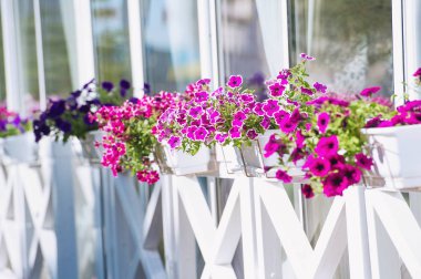 Tencere Petunya ile çiçek açan çiçekler asılı