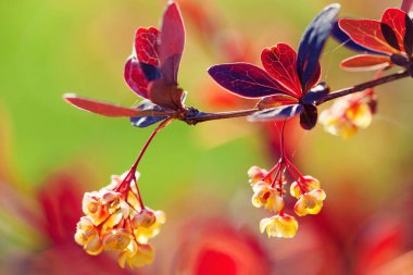  Güzel çiçek açan şube portre