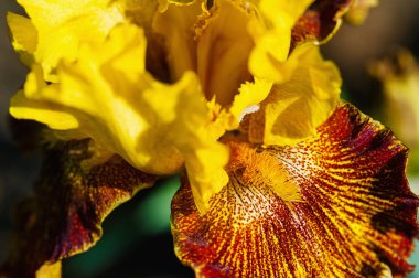 Güzel Avustralya sakallı iris