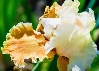 Güzel Avustralya sakallı iris