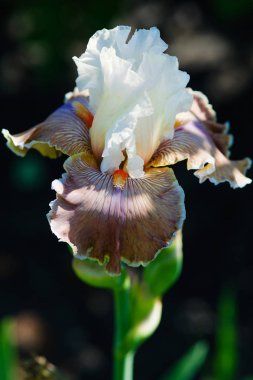 Güzel Avustralya sakallı iris