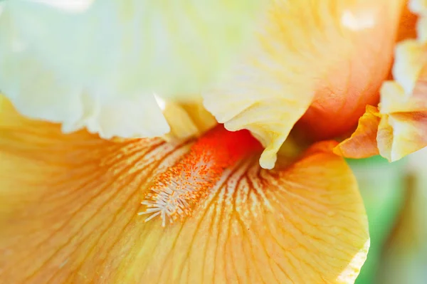 Güzel Avustralya sakallı iris — Stok fotoğraf