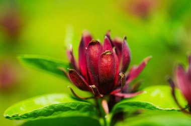 Güzel çiçek açan şube portre