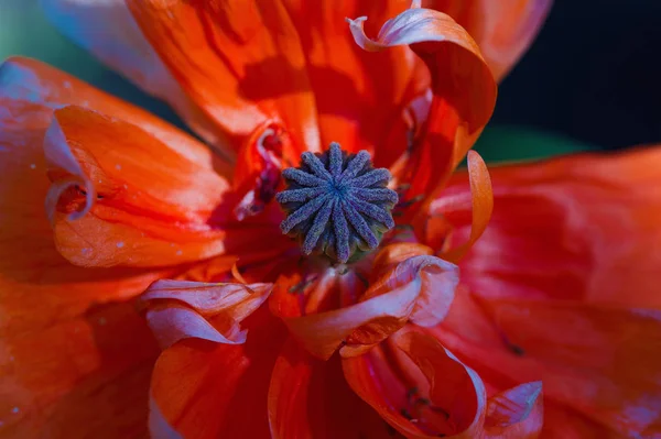 Червона макова квітка крупним планом — стокове фото