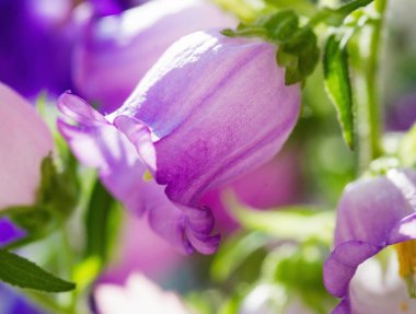 Bell çiçekler buket tatlı