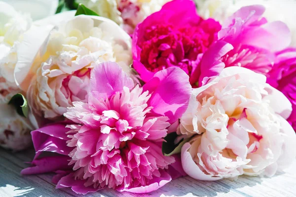 Beautiful pink and ivory peonies — Stock Photo, Image