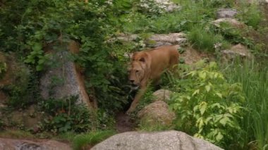 Dişi aslan yürür orman'ın saklandığı yer, ultrahd 4 k, gerçek zamanlı arasında