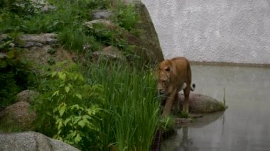 Dişi aslan yürür orman'ın saklandığı yer, ultrahd 4 k, gerçek zamanlı arasında