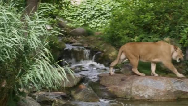 Leeuwin wandelingen over de schuilplaats van het bos, compilatie, volgnummer 2 clips, real-time — Stockvideo