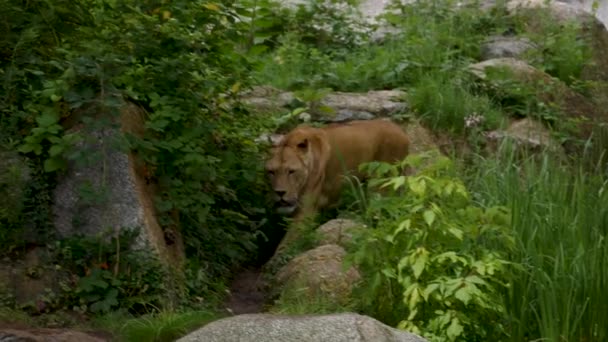 Löwin läuft durch das Versteck des Waldes, UltraHD 4k, Echtzeit — Stockvideo