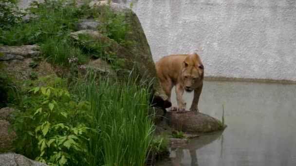 Leona camina por el escondite del bosque, ultrahd 4k, en tiempo real — Vídeo de stock