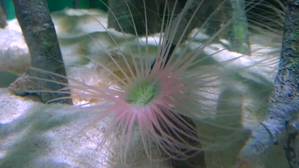 Şaşırtıcı tropikal balık ve mercan, ultrahd 4k, gerçek zamanlı, — Stok video