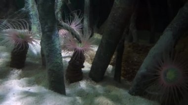 Şaşırtıcı tropikal balık ve mercan, ultrahd 4k, gerçek zamanlı,