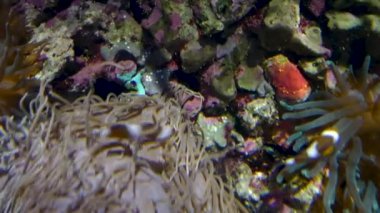 Şaşırtıcı tropikal balık ve mercan, ultrahd 4k, gerçek zamanlı,