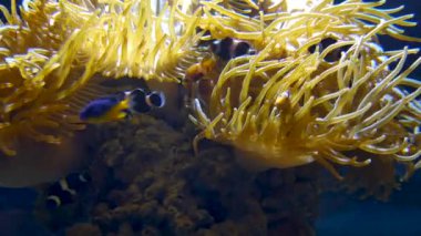Şaşırtıcı tropikal balık ve mercan, ultrahd 4k, gerçek zamanlı,
