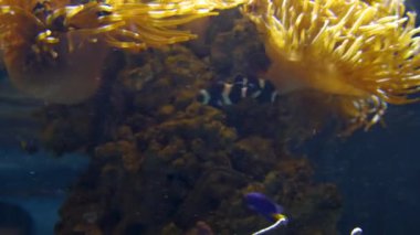 Şaşırtıcı tropikal balık ve mercan, ultrahd 4k, gerçek zamanlı,