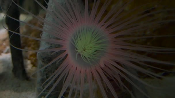 Increíble pescado tropical y arrecife de coral, ultrahd 4k, en tiempo real , — Vídeos de Stock