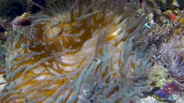 Erstaunliche tropische Fische und Korallenriffe, UltraHD 4k, Echtzeit, — Stockvideo