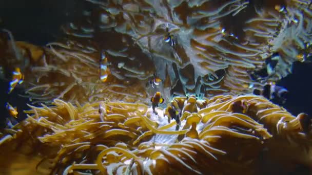 Incredibile pesce tropicale e barriera corallina, ultrahd 4k, in tempo reale , — Video Stock