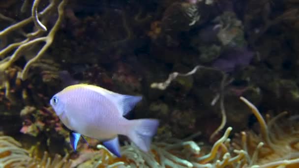 Increíble pescado tropical y arrecife de coral, ultrahd 4k, en tiempo real , — Vídeo de stock