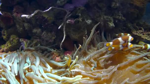 Amazing Tropical Fish and Coral Reef, ultrahd 4k, en temps réel , — Video