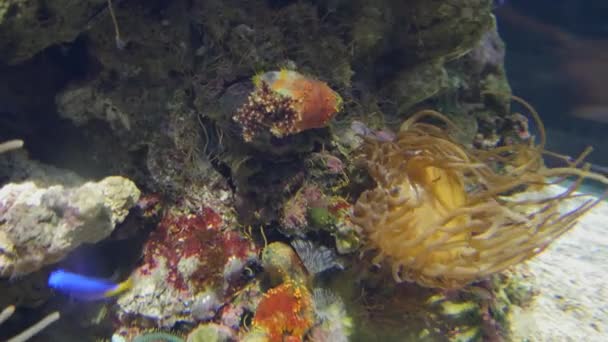 놀라운 열대어와 산호초, ultrahd 4 k, 실시간으로, — 비디오