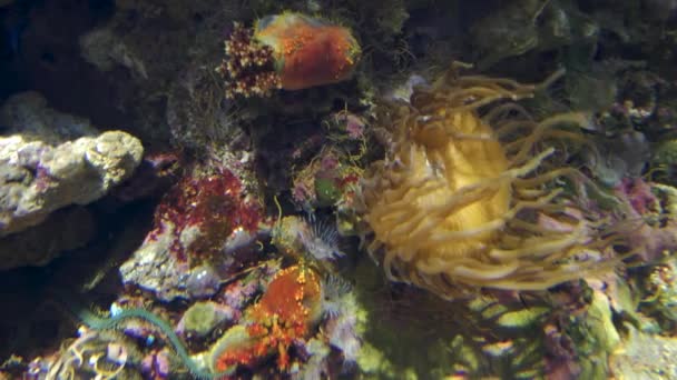 Удивительные рыбки и коралловые рифы, ультрачеткие 4к, в реальном времени , — стоковое видео