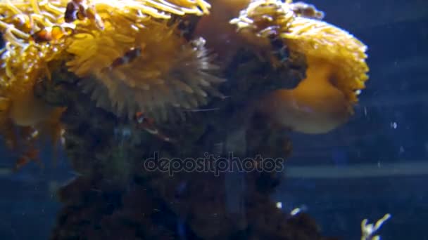 Amazing Tropical Fish and Coral Reef, ultrahd 4k, en temps réel ,