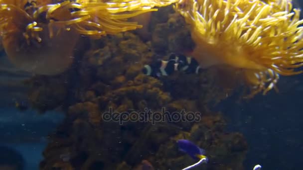 Increíble pescado tropical y arrecife de coral, ultrahd 4k, en tiempo real , — Vídeos de Stock