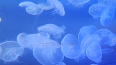 Şaşırtıcı ve güzel parlak deniz jellyfishes