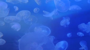 Şaşırtıcı ve güzel parlak deniz jellyfishes