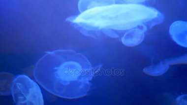 Şaşırtıcı ve güzel parlak deniz jellyfishes, ultra hd 4k, gerçek zamanlı
