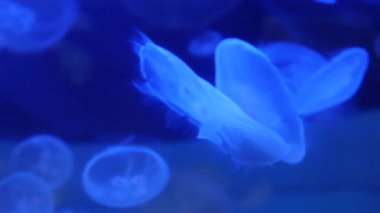 Şaşırtıcı ve güzel parlak deniz jellyfishes, ultra hd 4k, gerçek zamanlı