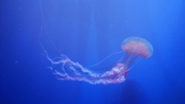 Şaşırtıcı ve güzel parlak deniz jellyfishes, ultra hd 4k, gerçek zamanlı