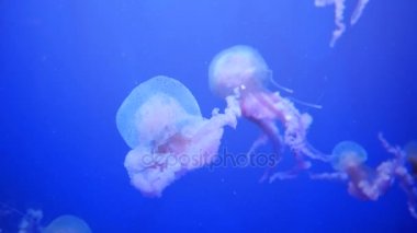 Şaşırtıcı ve güzel parlak deniz jellyfishes, ultra hd 4k, gerçek zamanlı