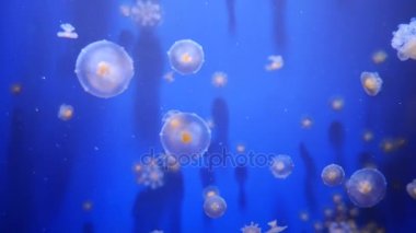 Şaşırtıcı ve güzel parlak deniz jellyfishes, ultra hd 4k, gerçek zamanlı