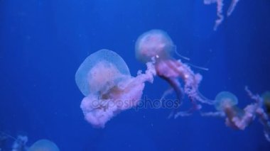 Şaşırtıcı ve güzel parlak deniz jellyfishes, ultra hd 4k, gerçek zamanlı