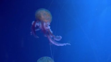 Şaşırtıcı ve güzel parlak deniz jellyfishes, ultra hd 4k, gerçek zamanlı