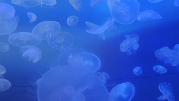 Το εκπληκτικό και όμορφο γυαλιστερό θαλάσσια jellyfishes — Αρχείο Βίντεο