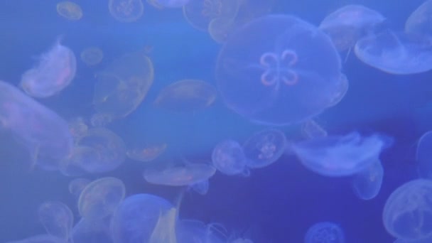 Şaşırtıcı ve güzel parlak deniz jellyfishes — Stok video