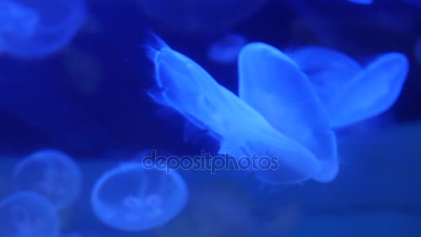 Το εκπληκτικό και όμορφο γυαλιστερό θαλάσσια jellyfishes, ultra hd 4k, σε πραγματικό χρόνο — Αρχείο Βίντεο