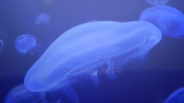 Increíble y hermoso medusas marinas brillantes, ultra hd 4k, en tiempo real — Vídeo de stock