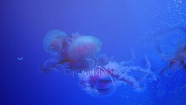 Şaşırtıcı ve güzel parlak deniz jellyfishes, ultra hd 4k, gerçek zamanlı — Stok video