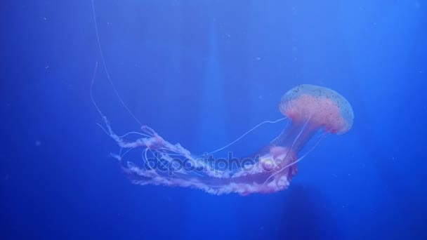 Amazing and Beautiful shiny marine jellyfishes, ultra hd 4k, em tempo real — Vídeo de Stock