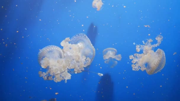 Amazing and Beautiful shiny marine jellyfishes, ultra hd 4k, em tempo real — Vídeo de Stock