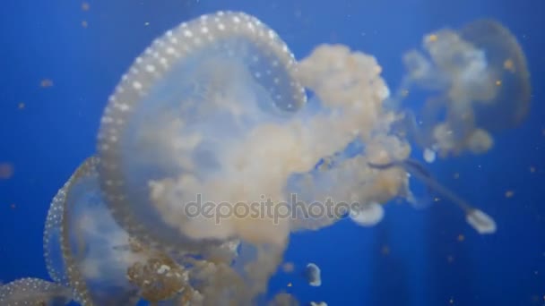 Amazing and Beautiful shiny marine jellyfishes, ultra hd 4k, real time — Stock Video