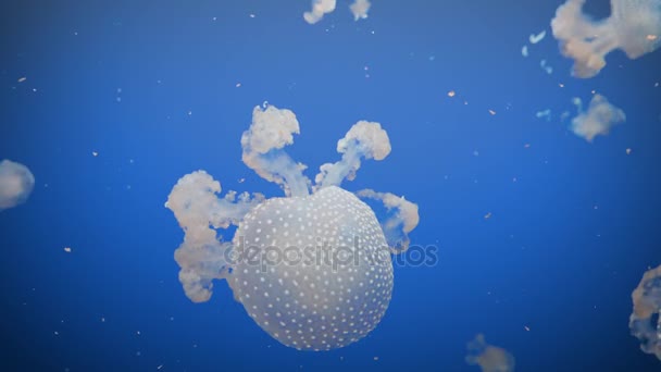 Erstaunliche und schöne glänzende marine Quallen, ultra hd 4k, Echtzeit — Stockvideo